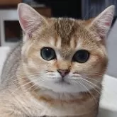 マンチカン(短足)
