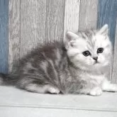 マンチカン(長足)