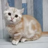 マンチカン(短足)【熊本県・男の子・2025年8月26日・レッドタビー】の写真3