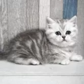 マンチカン(長足)【熊本県・女の子・2025年10月16日・シルバータビー】の写真3