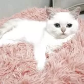 ブリティッシュショートヘア【熊本県・女の子・2025年8月31日・ゴールデンポイント】の写真4