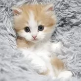 マンチカン(長足)【熊本県・女の子・2025年8月26日・レッド&ホワイト】の写真6