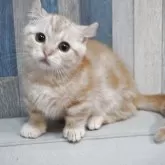 マンチカン(短足)【熊本県・男の子・2025年8月26日・レッドタビー】の写真4