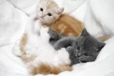 マンチカン(短足)【熊本県・男の子・2025年8月26日・レッドタビー】の写真6