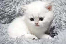 ブリティッシュショートヘア【熊本県・女の子・2025年8月31日・ゴールデンポイント】の写真4