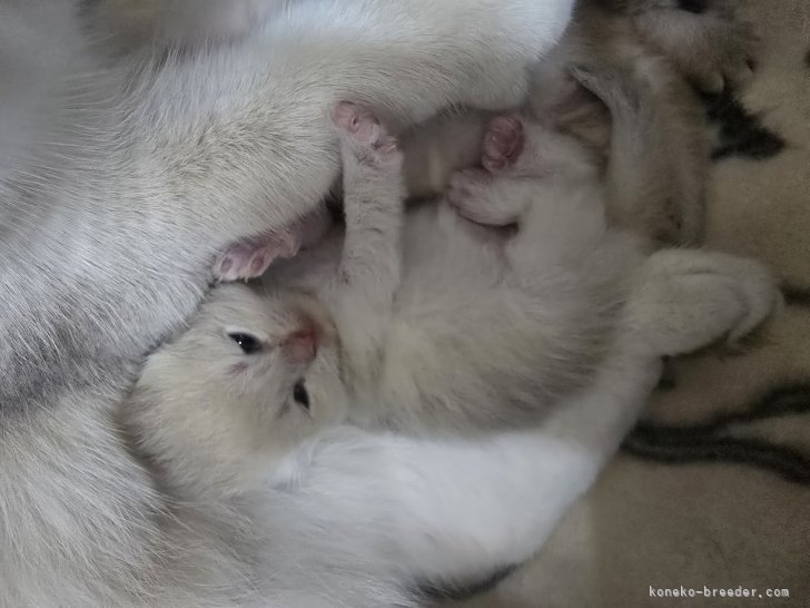 赤石加奈子ブリーダーのブログ：ブルーゴールドブリティッシュ🧸