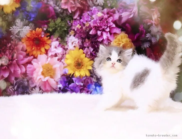 ID:2202-01076の子猫