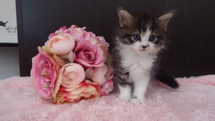 ID:1411-00190の子猫