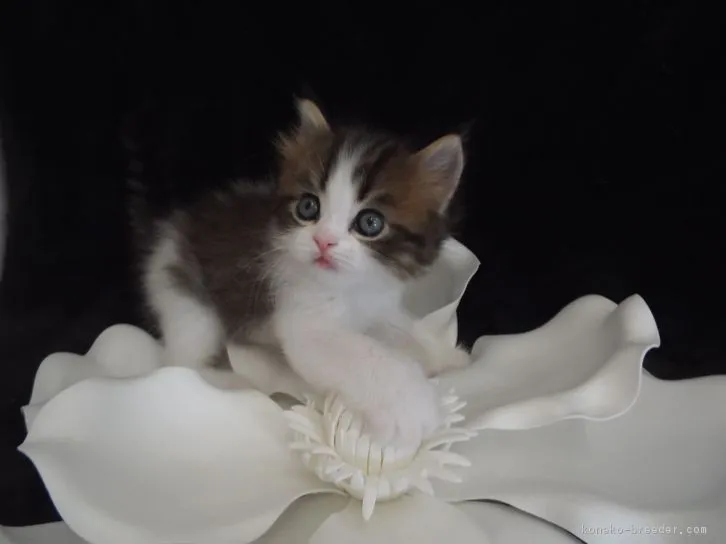 ID：1604-00479の子猫