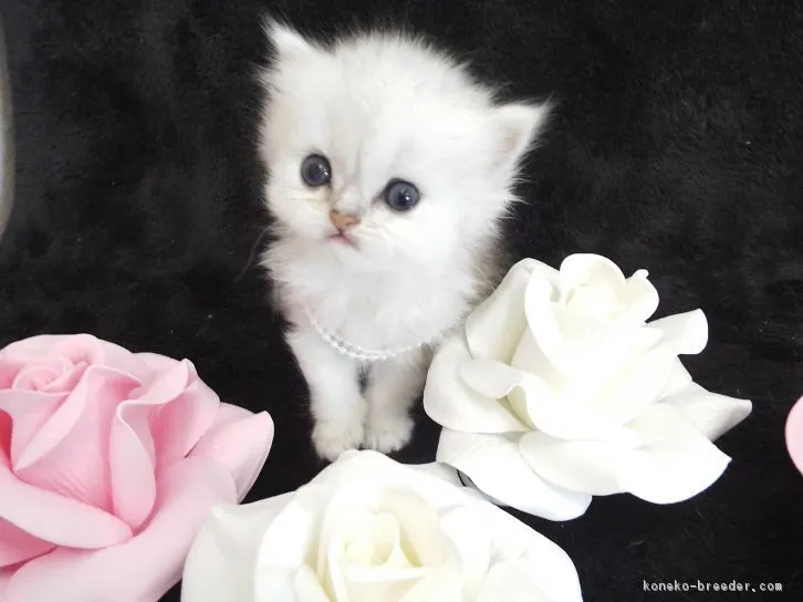 ID：1608-00453の子猫