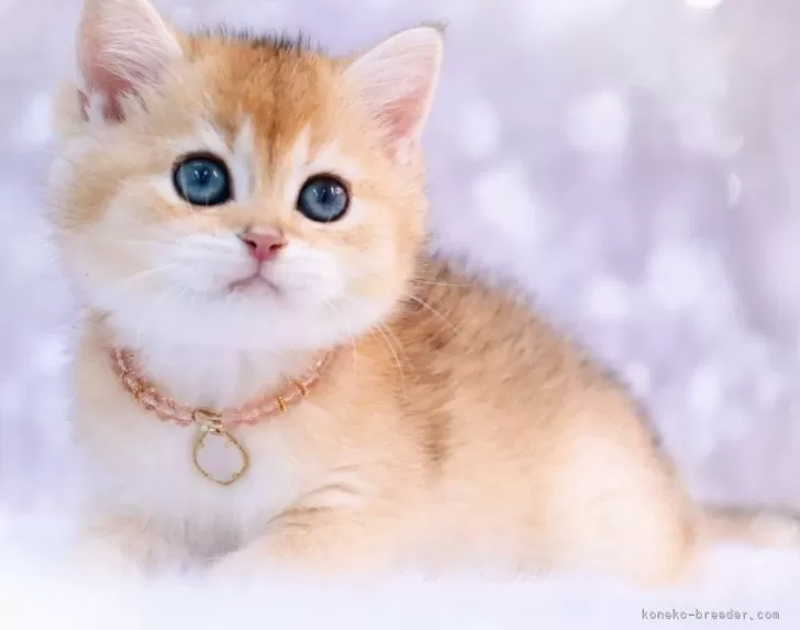 ID：2312-01365の子猫