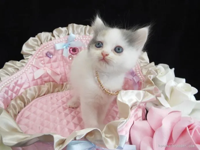 ID:1508-00126の子猫