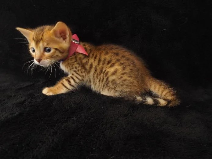 ID:1502-00202の子猫