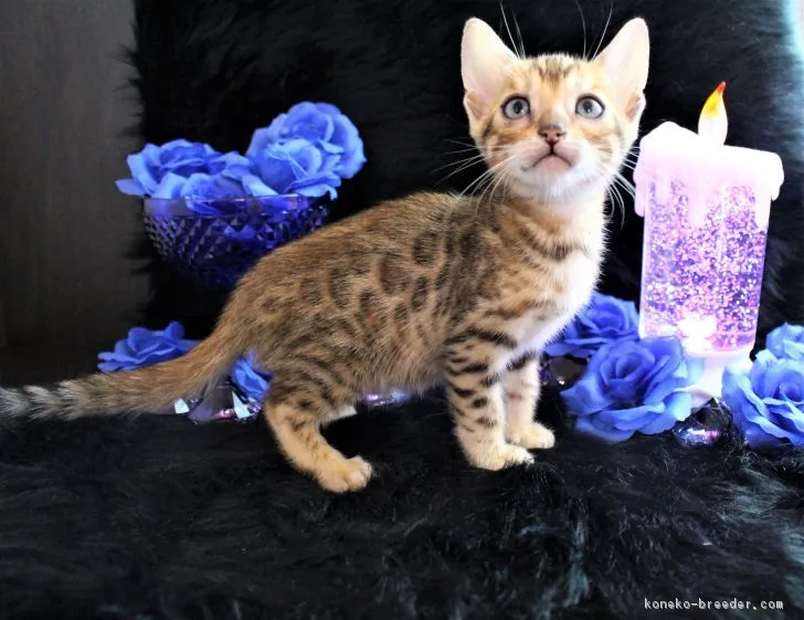 ID:1710-00478の子猫