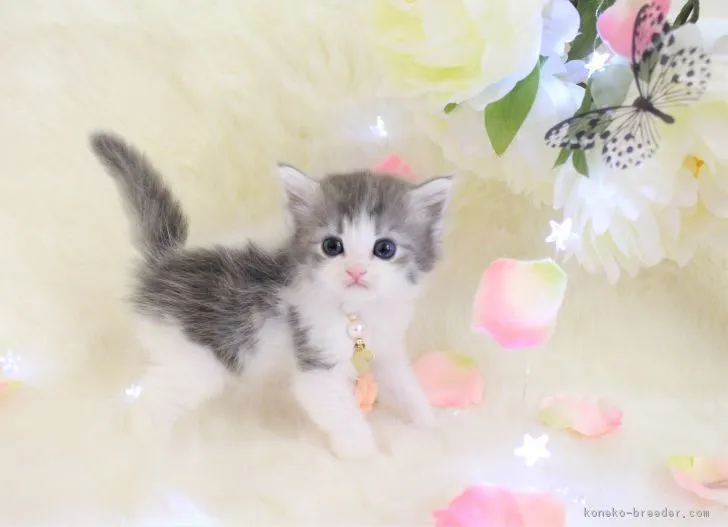 ID:1801-00597の子猫