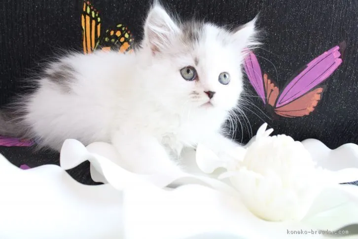 ID:1610-00613の子猫