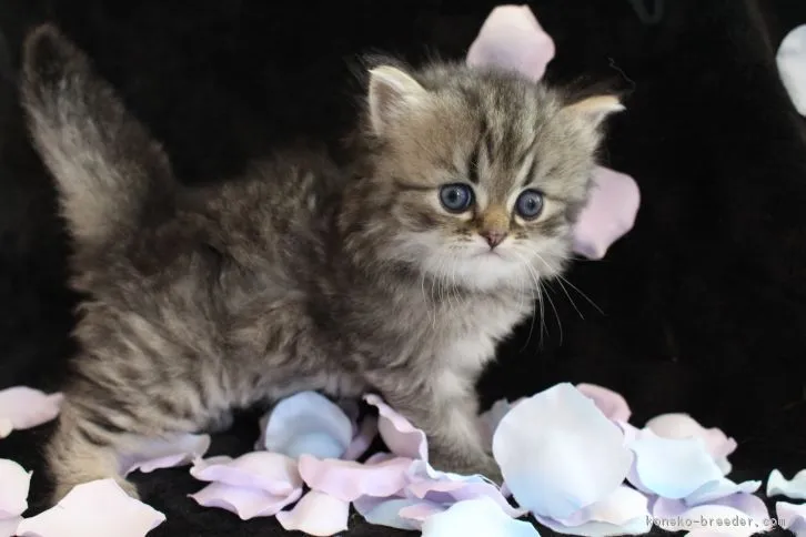 ID:1610-00278の子猫