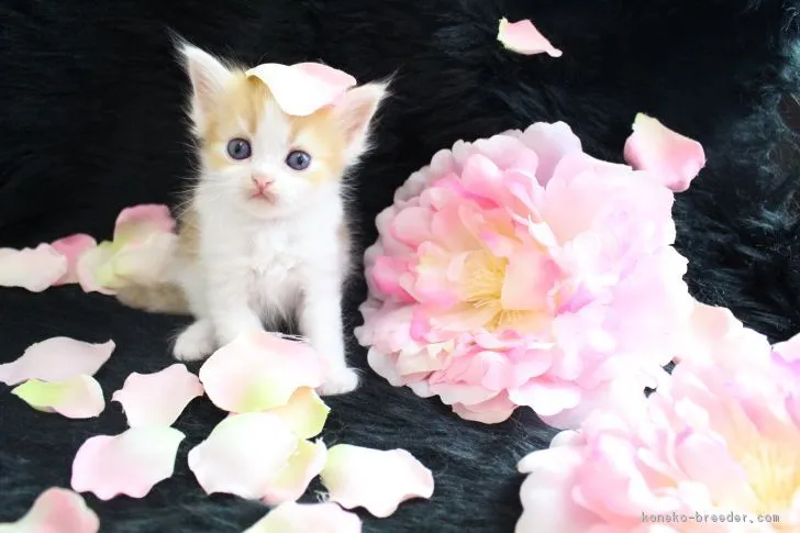 ID:1710-00736の子猫