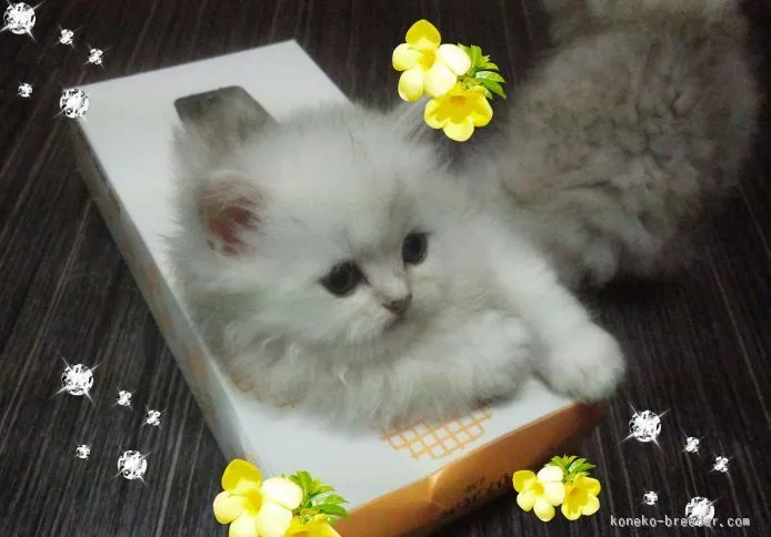 ID：1507-00142の子猫