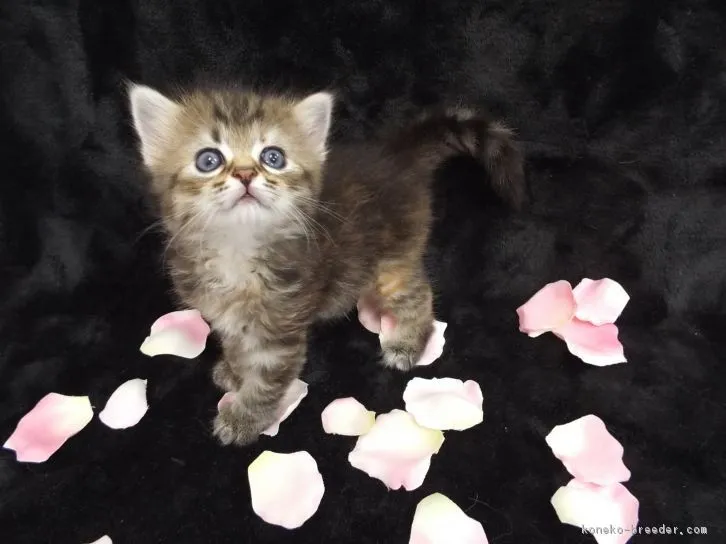 ID:1606-00359の子猫