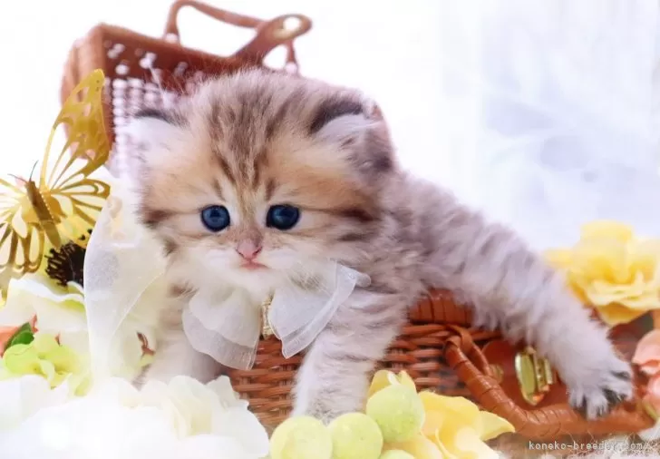 ID:2403-01292の子猫