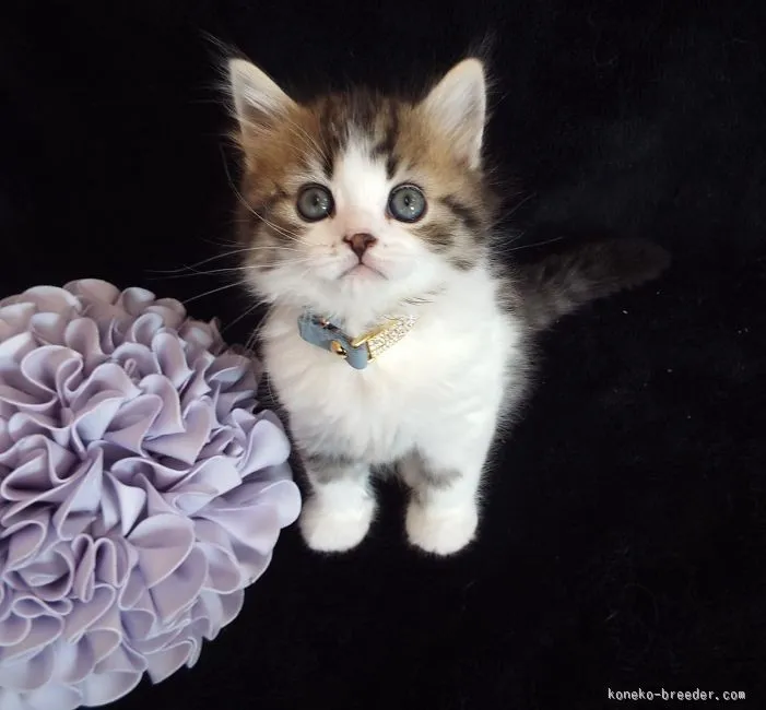ID：1602-00250の子猫
