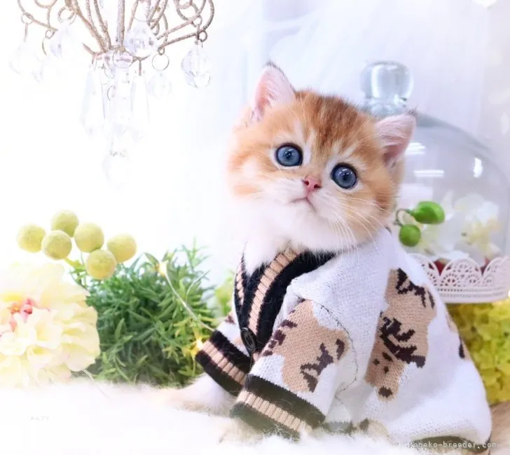 ID：2308-02220の子猫