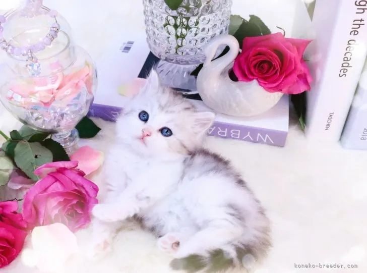 ID:2303-02492の子猫