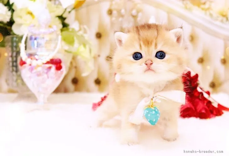 ID：2204-01373の子猫