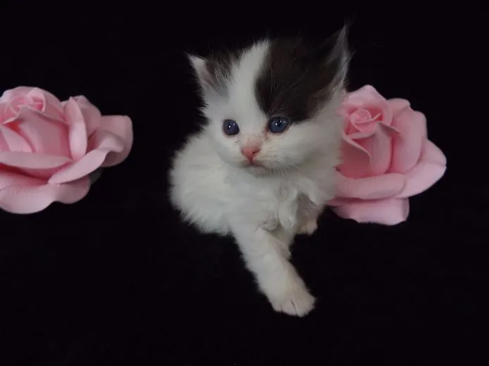 ID:1505-00632の子猫