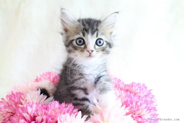 ID：1703-00930の子猫