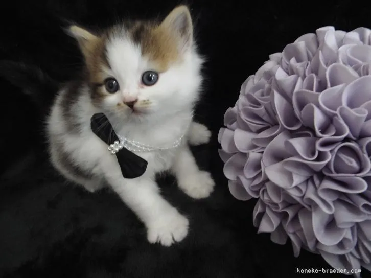 ID：1512-00230の子猫
