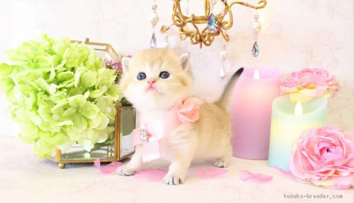 ID：2004-00523の子猫