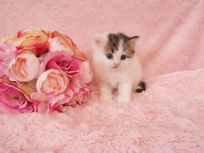 ID：1411-00178の子猫