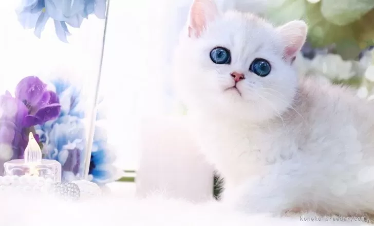 ID:2401-00466の子猫