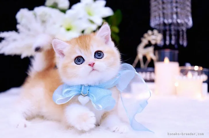 ID：2210-01327の子猫
