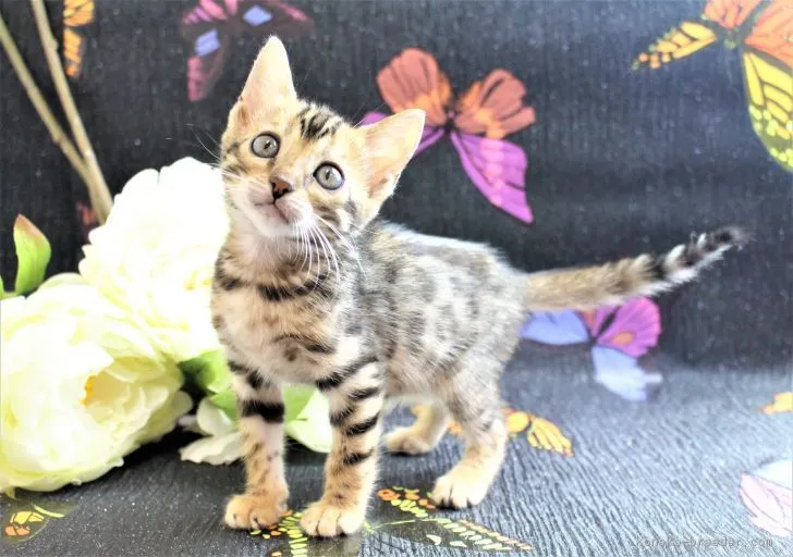 ID：1709-00908の子猫