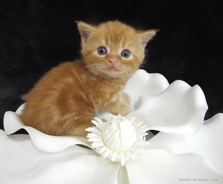 ID：1606-00905の子猫