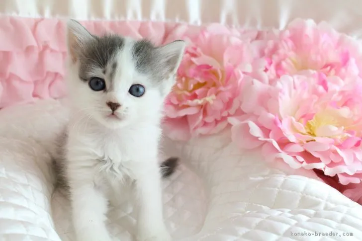 ID:1704-00376の子猫