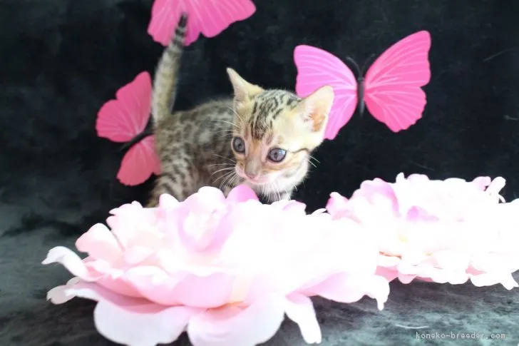 ID：1703-00691の子猫
