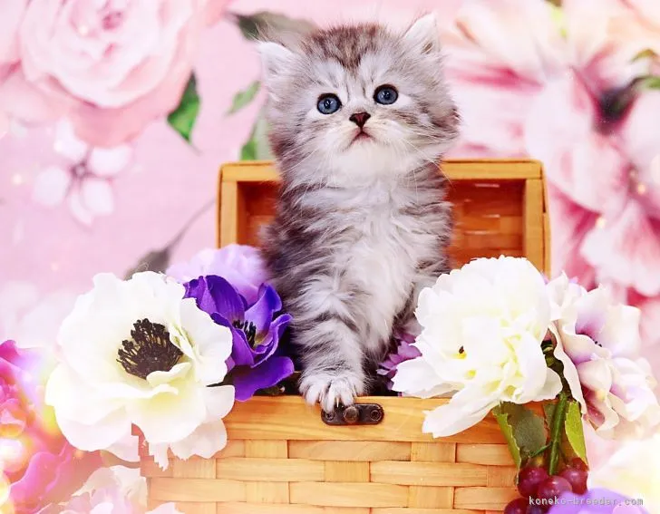 ID:2209-00942の子猫