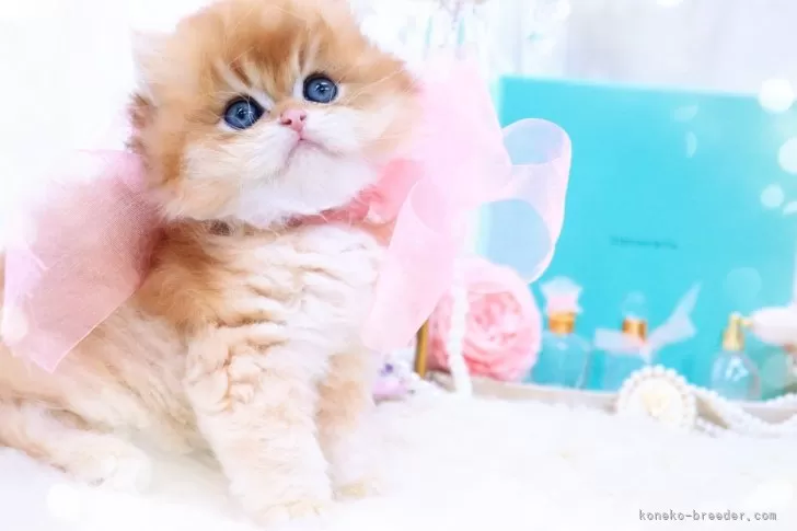 ID：2404-01214の子猫