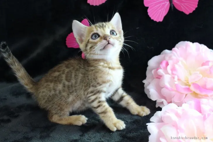 ID:1703-00689の子猫