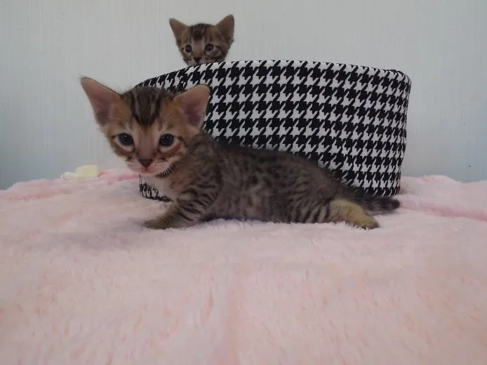 ID：1411-00026の子猫