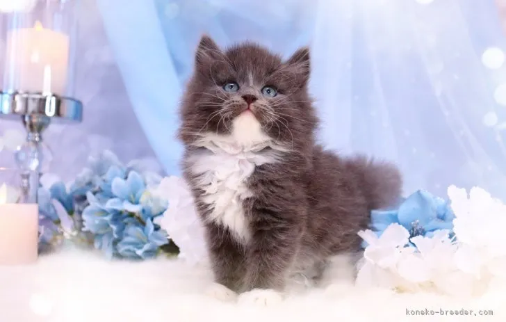 ID:2304-02821の子猫