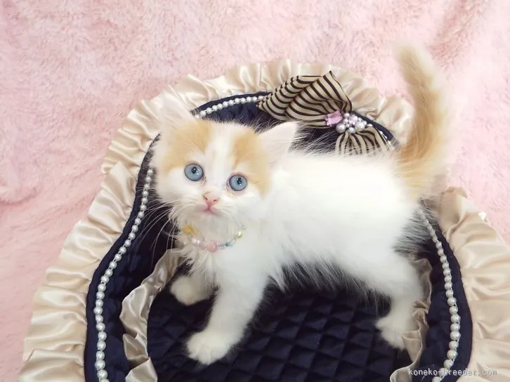 ID:1601-00173の子猫