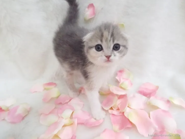 ID：1604-00483の子猫