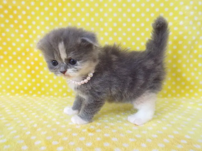 ID:1504-00338の子猫