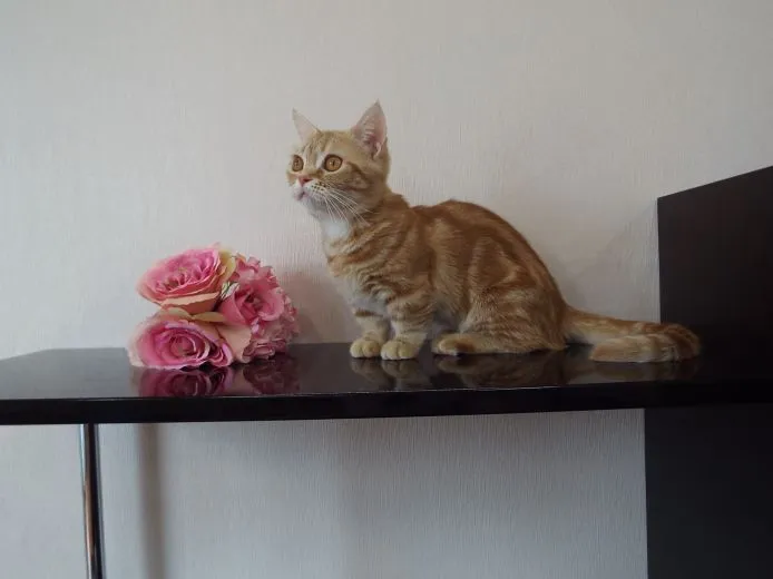 ID：1502-00002の子猫