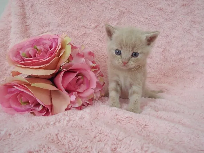 ID:1501-00190の子猫